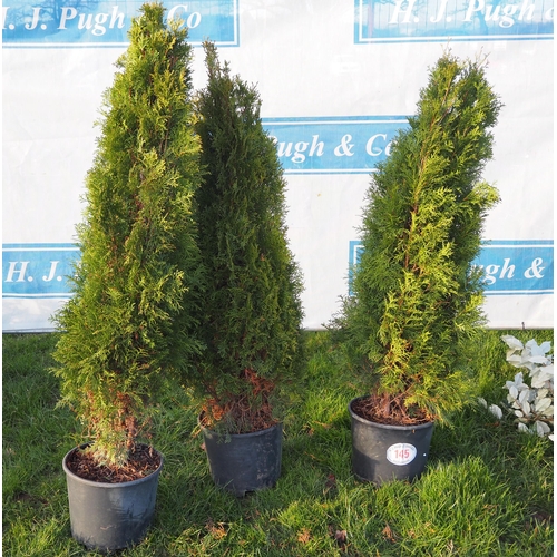 145 - Thuja 4ft - 3