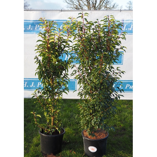 146 - Prunus 4ft - 2