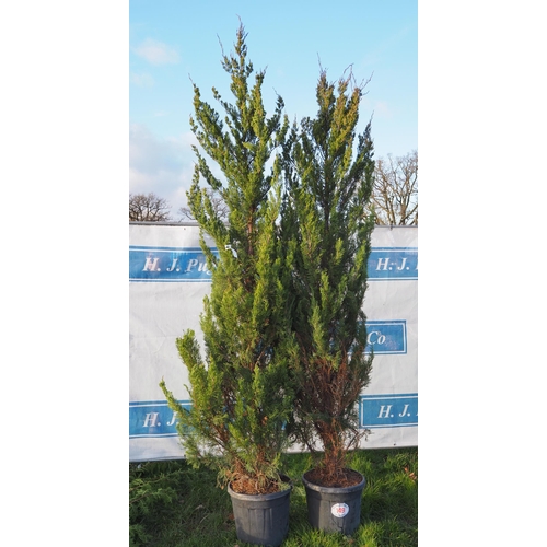 149 - Juniperus 8ft - 2