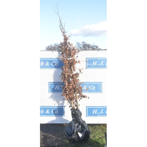 15 - Fagus Sylvatica bare root trees 8ft - 2