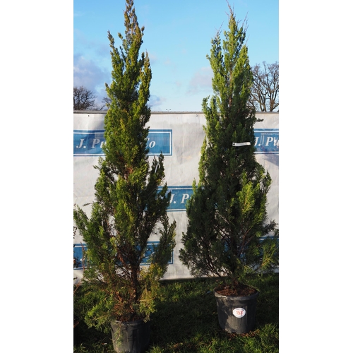 153 - Juniperus 8ft - 2