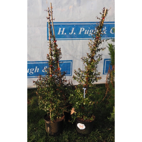 154 - Pyracantha 4ft - 3