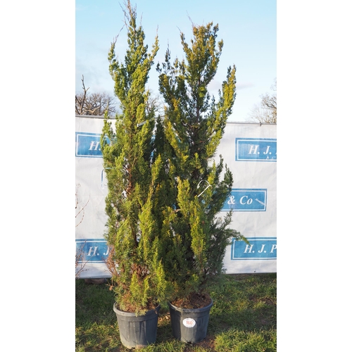 160 - Juniperus 7ft - 2