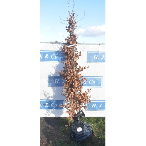 17 - Fagus Sylvatica bare root trees 8ft - 2