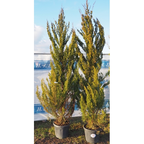 171 - Juniperus 7ft - 2