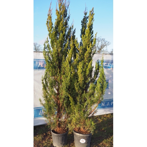 172 - Juniperus 7ft - 2