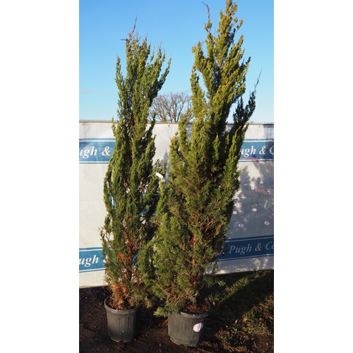 173 - Juniperus 7ft - 2