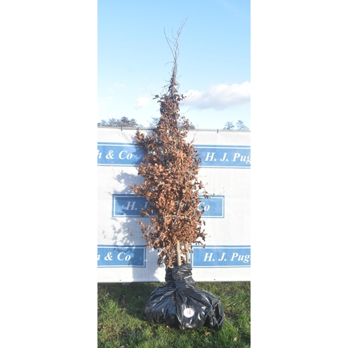 18 - Fagus Sylvatica bare root trees 8ft - 3