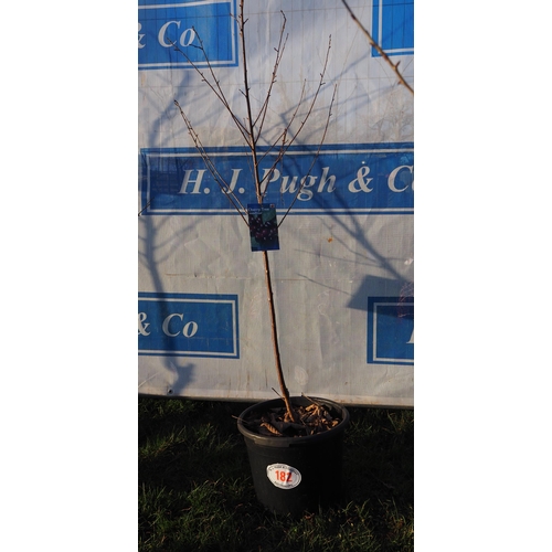 182 - Cherry Hedelfinger 4ft - 1