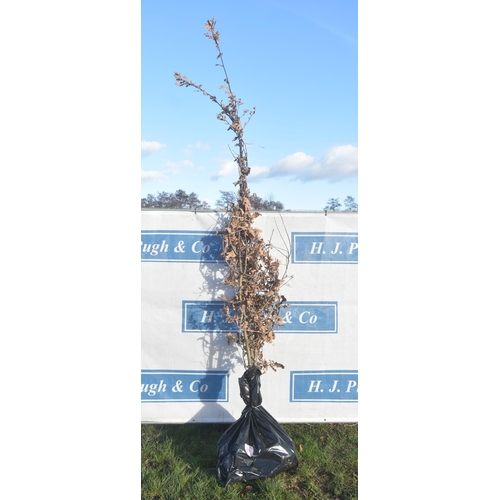 19 - Quercus Robur bare root trees 8ft - 3