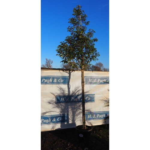 191 - Prunus 11ft - 1