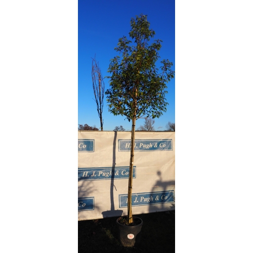 193 - Prunus 11ft - 1