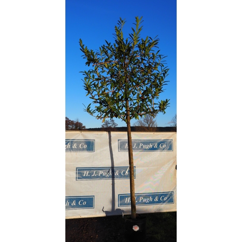 197 - Prunus fan trained 11ft - 1