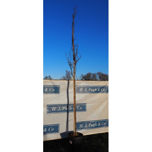 198 - Robinia 11ft - 1