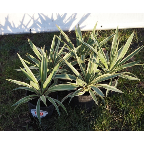 199 - Yucca - 5