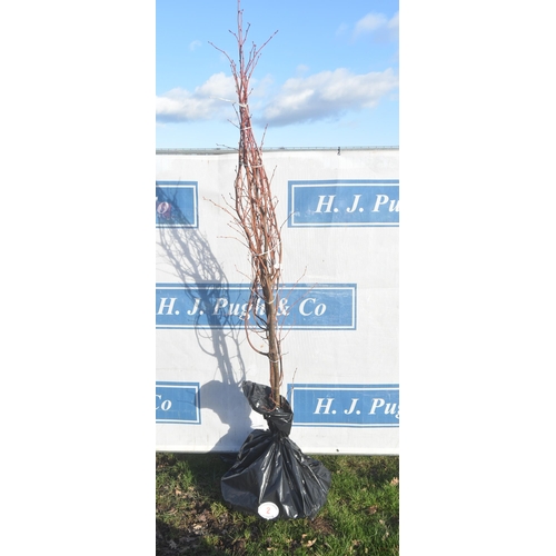 2 - Tilia Cordata bare root trees 6ft - 2