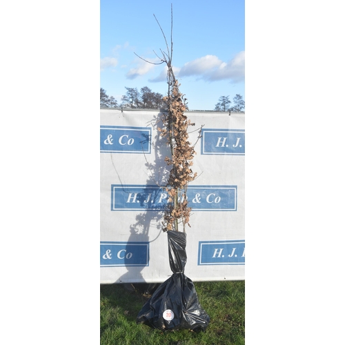 20 - Quercus Robur bare root trees 6ft - 2