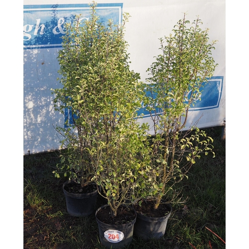 204 - Pittosporum 3ft - 5