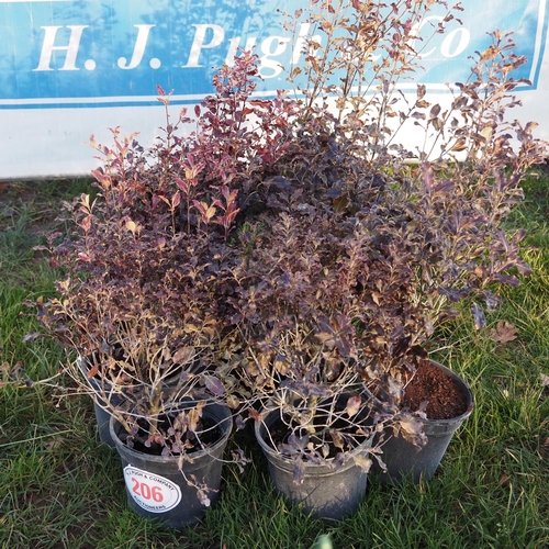 206 - Pittosporum 2ft - 7