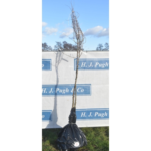 21 - Prunus Incisa bare root trees 6ft - 2