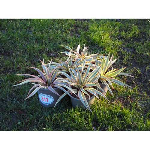 211 - Yucca 1ft - 5