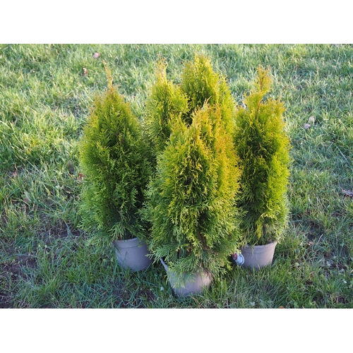 214 - Thuja 2ft - 5