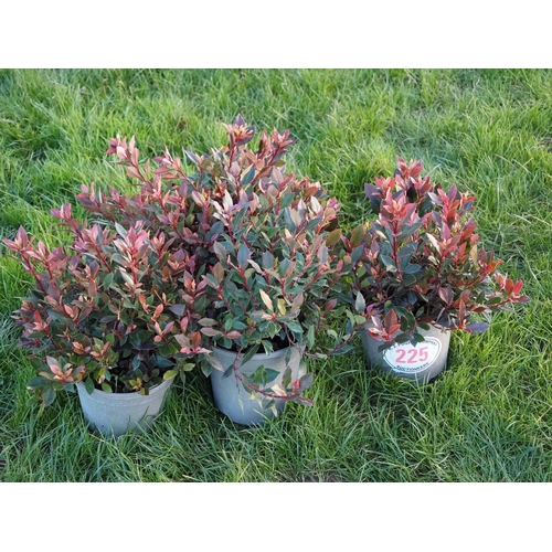 225 - Photinia 1ft - 5