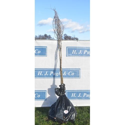 24 - Prunus Incisa bare root trees 8ft - 3