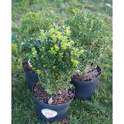 260 - Buxus 2ft - 3