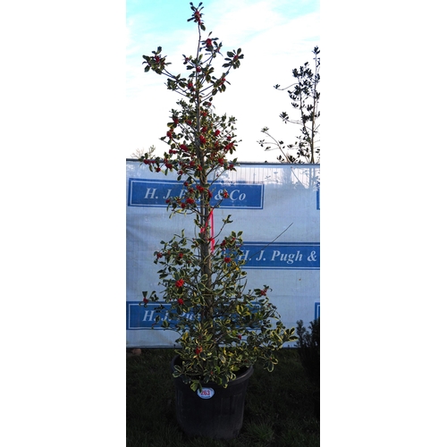 263 - Variegated Holly tree 10ft - 1