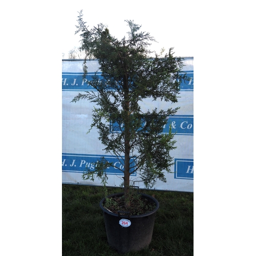 264 - Conifer 8ft - 1