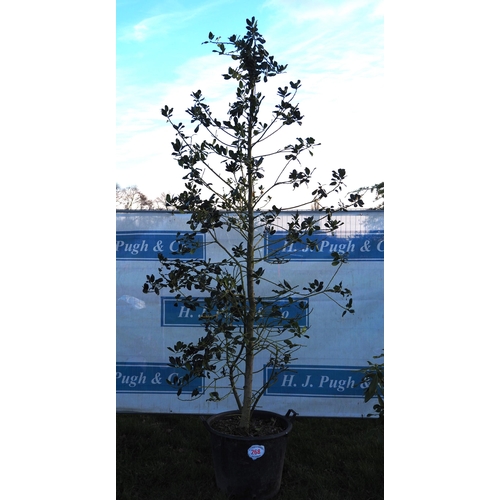 268 - Holly tree 12ft - 1