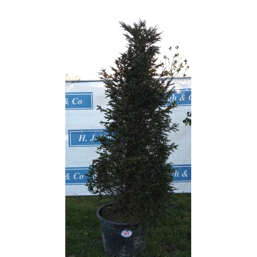 269 - Yew tree 8ft - 1