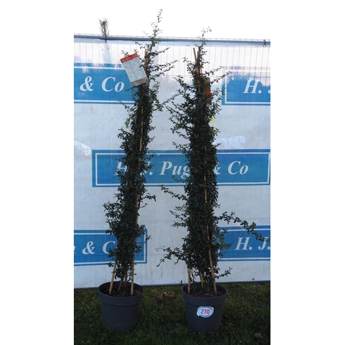 270 - Pyracantha 7ft - 2