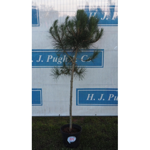 271 - Scots Pine tree 5ft - 1