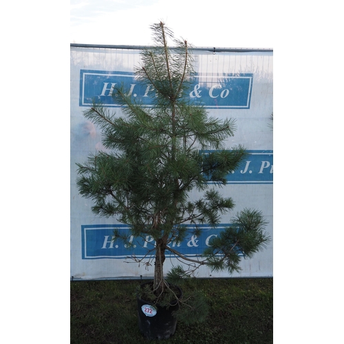 272 - Scots Pine tree 6ft - 1