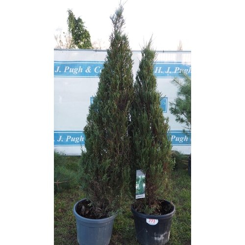 273 - Juniperus 6ft - 2