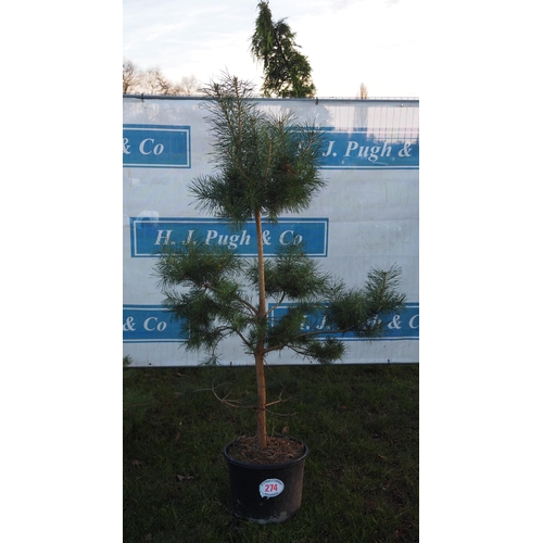 274 - Scots Pine tree 6ft - 1