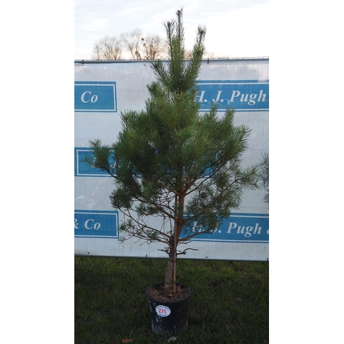 275 - Scots Pine tree 6ft - 1