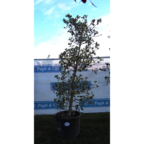 276 - Variegated Holly tree 12ft - 1