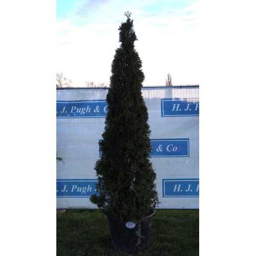 277 - Conifer 12ft - 1