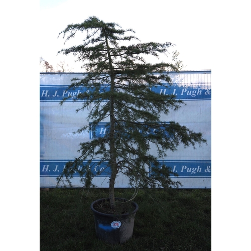 278 - Scots Pine 10ft - 1