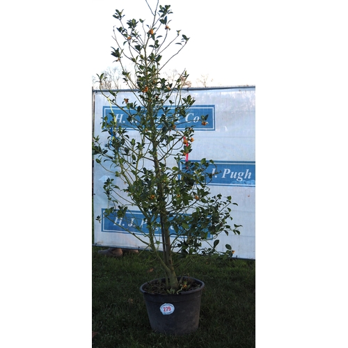 279 - Variegated Holly tree 12ft - 1