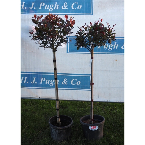 280 - Photinia Red Robin standard 5ft - 2