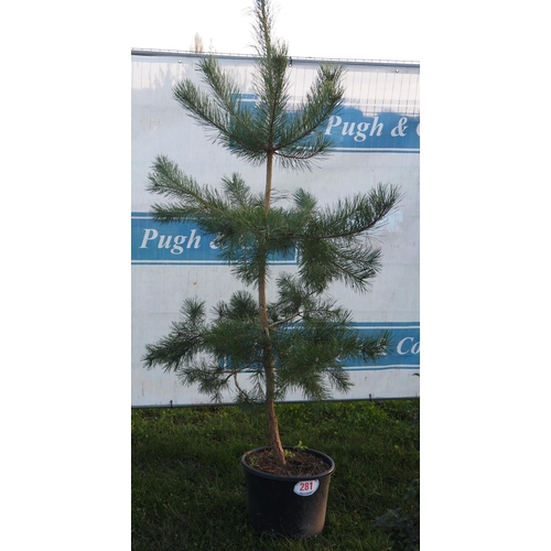 281 - Scots Pine 7ft - 1