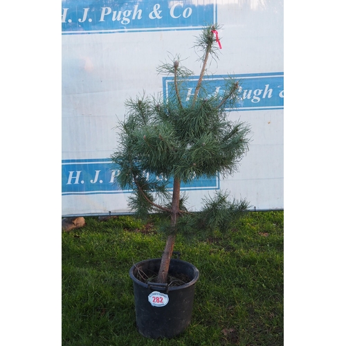 282 - Scots Pine 5ft - 1