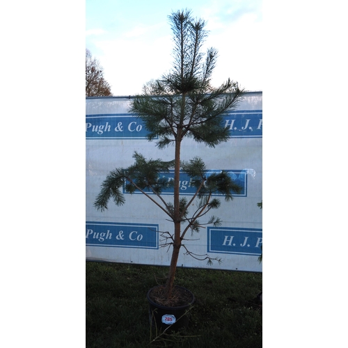 285 - Scots Pine 10ft - 1