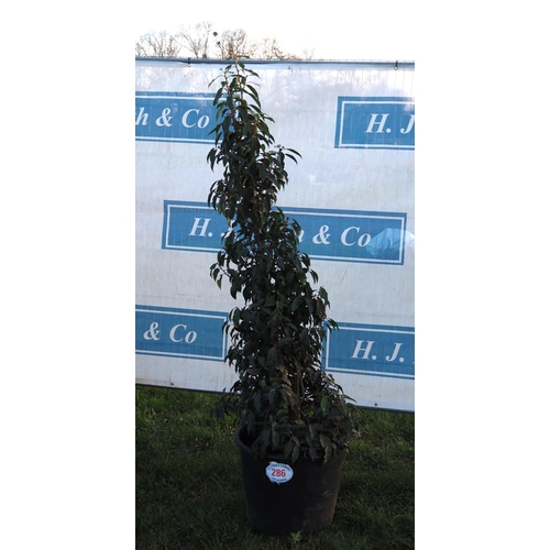 286 - Portuguese Laurel 6ft - 1