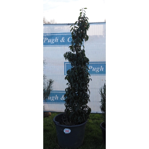 288 - Portuguese Laurel 7ft - 1