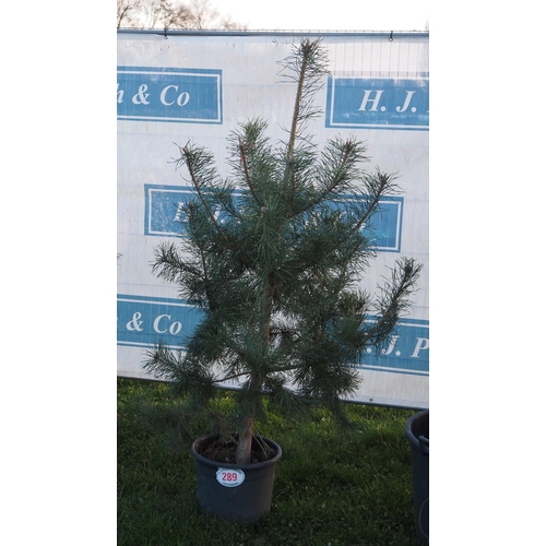 289 - Scots Pine 6ft - 1